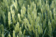 champs de ble vert champs de ble vert