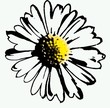 Daisy Outlined