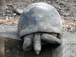 Photo: Giant tortoise Giant tortoise