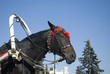 A harnessed horse in the city park