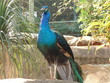 Photo: Peacock Peacock