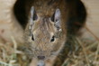 Degu