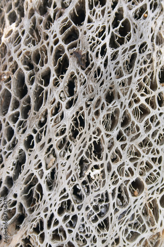 texture made from prickly pear