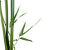 border of bamboo-leaves isolated on white with copy-space border of bamboo-leaves isolated on white with copy-space