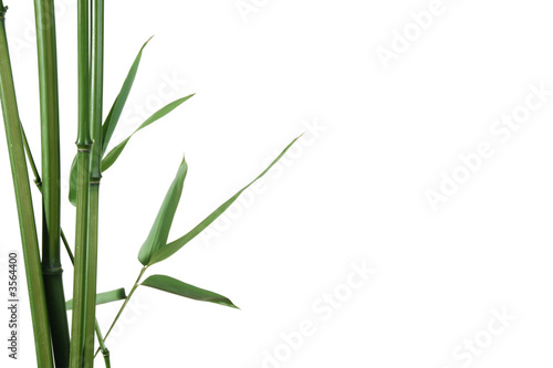 Foto: border of bamboo-leaves isolated on white with copy-space border of bamboo-leaves isolated on white with copy-space
