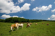 cows on green meadow cows on green meadow