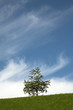 Foto: baum am horizont_2 baum am horizont_2