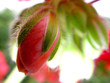 Bourgeon Rose