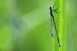 Libellule