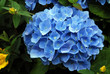 hortensia