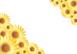 Marigold frame over white background
