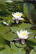 white waterlilies blooming in pond