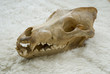 Wolf im Schafspelz