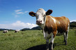 Cows