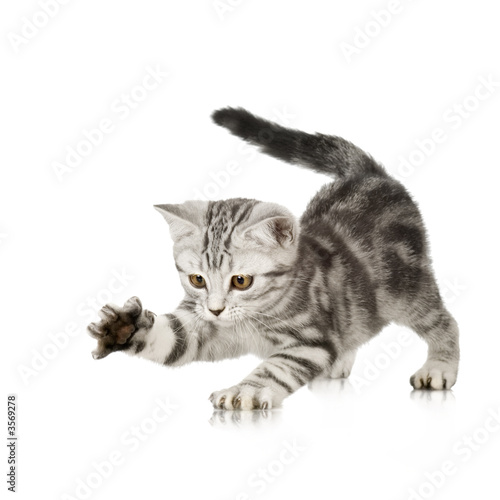 British Shorthair kitten in front of a white background