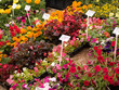 flower market
