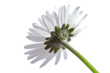 A daisy against white background