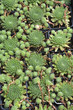 Sempervivum background