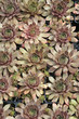 Sempervivum plants