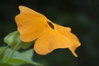 Black eyed susan flower