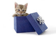 kitten (5 weeks) in a blue gift box