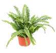 Fern in a pot isolated on white