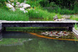 teich wasser