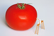 chantier tomate 3