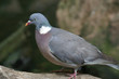 Common Wood-pigeon