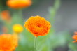frühlingsblume