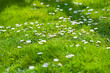 viele Gänseblümchen auf der Wiese