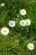 sieben Gänseblümchen auf der Wiese