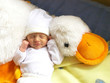 newborn girl sleeping in her favourite soft toy duck