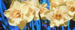 Jonquilles sur fond bleu