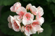 Fleur rose 03