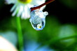 Daisy Drop Daisy Drop
