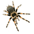 Brachypelma smithi in front of a white backgroung
