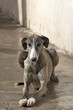 perro