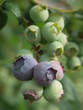 Blueberries, ripening