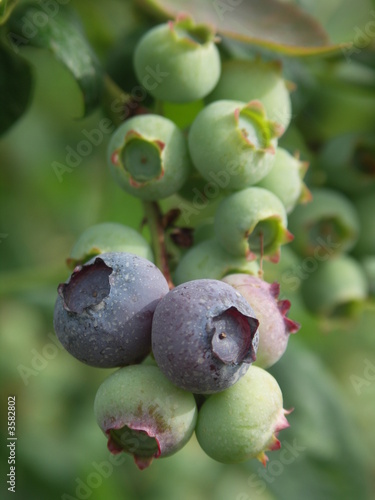 Blueberries, ripening