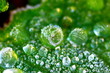 Frozen dew Frozen dew