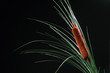 cattail