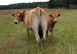 vache aubrac et son veau
