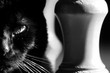 echiquier de chat