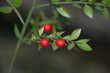 Baies rouges