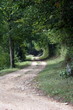 chemin d'ombre