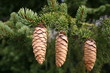 sapin en fleur