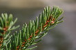sapin