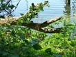 lazy limb
