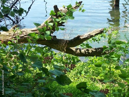 Photo: lazy limb lazy limb
